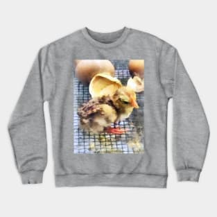 Chickens - Just Hatched Crewneck Sweatshirt